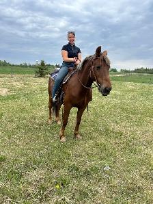 12 year old registered Morgan gelding - Photo 6