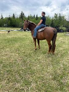 12 year old registered Morgan gelding - Photo 7