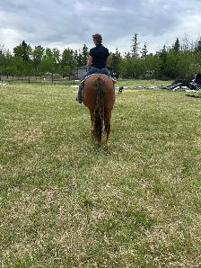 12 year old registered Morgan gelding - Photo 8