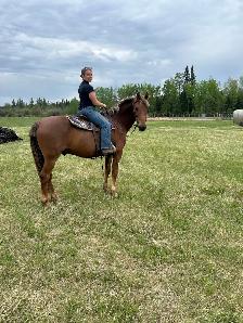 12 year old registered Morgan gelding - Photo 9