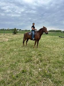12 year old registered Morgan gelding - Photo 10