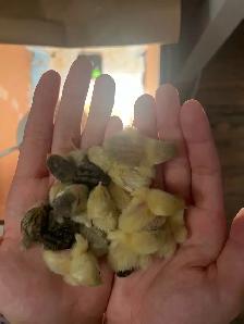 Pet button quails - Photo 6