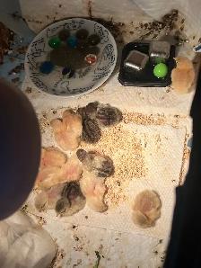 Pet button quails - Photo 7
