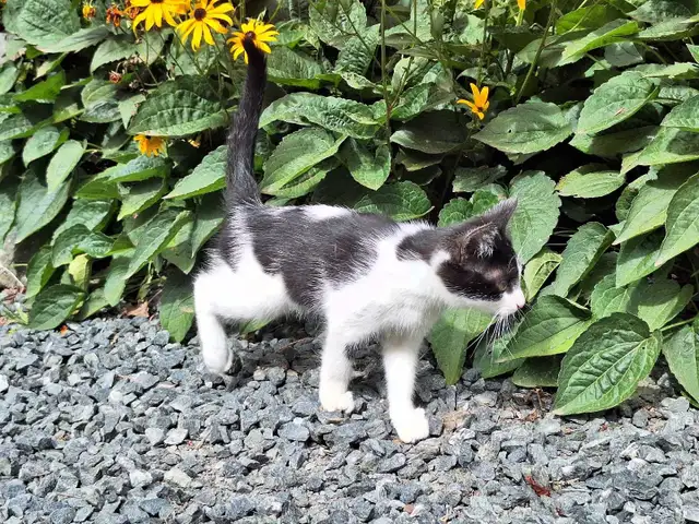 Female Kitten