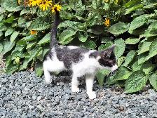 Female Kitten
