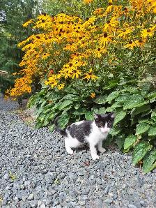 Female Kitten - Photo 2