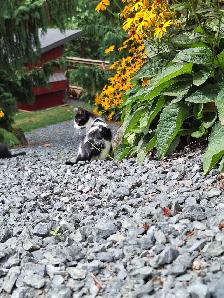 Female Kitten - Photo 3