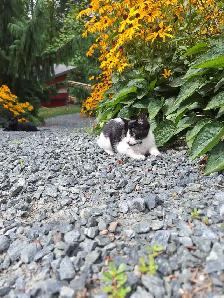 Female Kitten - Photo 4