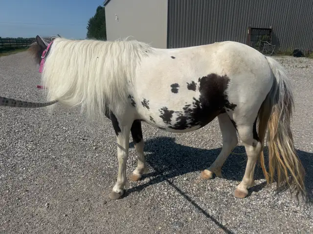 looking for unbroke pony 12-13hh finnished height