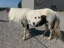 looking for unbroke pony 12-13hh finnished height