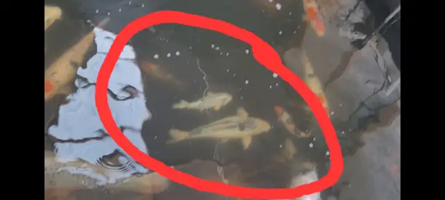 Koi fish