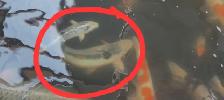 Koi fish - Photo 2