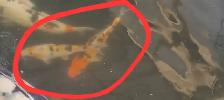 Koi fish - Photo 3