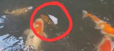 Koi fish - Photo 4