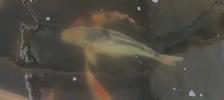 Koi fish - Photo 5