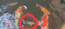 Koi fish - Photo 6
