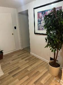 Furnished Walkout Basement $1,500 All-Inclusive in Etobicoke - Photo 6