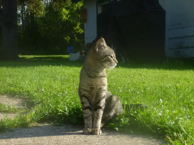 Sweet male kitten for free.❤