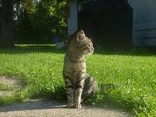 Sweet male kitten for free.❤