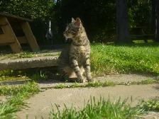 Sweet male kitten for free.❤ - Photo 2
