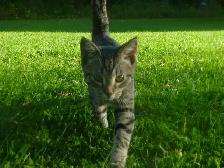 Sweet male kitten for free.❤ - Photo 3