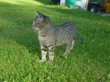 Sweet male kitten for free.❤ - Photo 4