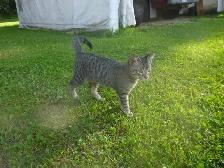 Sweet male kitten for free.❤ - Photo 6