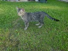 Sweet male kitten for free.❤ - Photo 7