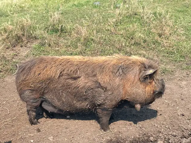 Kune Kune breeding pair (boar and sow)