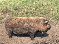 Kune Kune breeding pair (boar and sow)