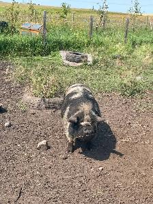 Kune Kune breeding pair (boar and sow) - Photo 2