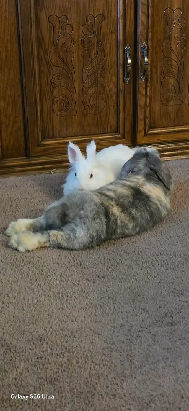 Two rabbits