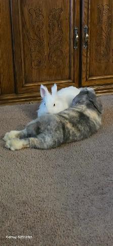 Two rabbits