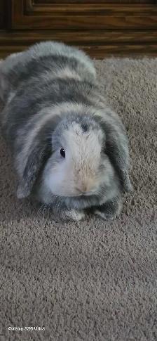 Two rabbits - Photo 3