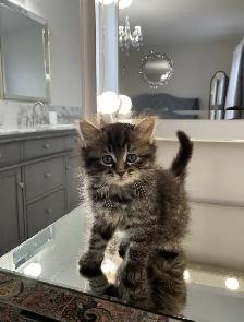 ⭐️Maine Coon Kittens⭐️ - Health Card & Samples -