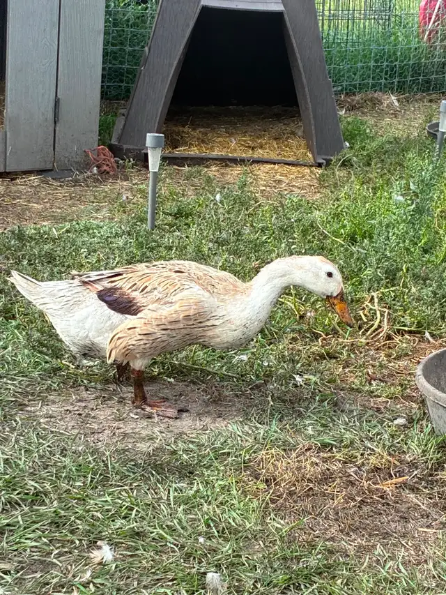 Duck hens and drakes starter flock