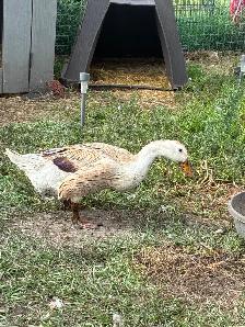 Duck hens and drakes starter flock