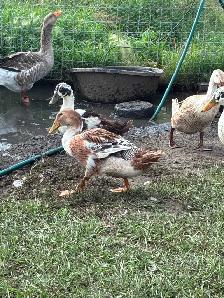 Duck hens and drakes starter flock - Photo 2