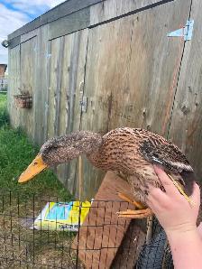 Duck hens and drakes starter flock - Photo 3