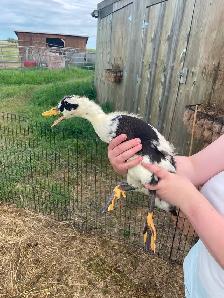 Duck hens and drakes starter flock - Photo 4