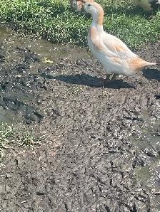Duck hens and drakes starter flock - Photo 5