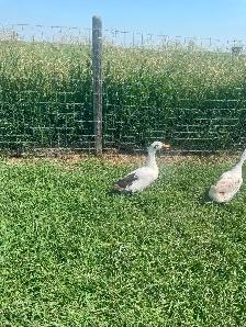 Duck hens and drakes starter flock - Photo 6