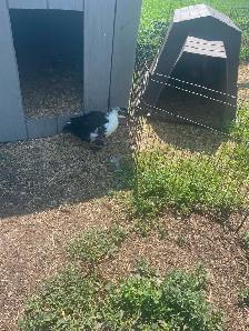 Duck hens and drakes starter flock - Photo 7