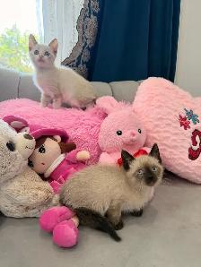 ❤️❤️Siamese kittens   ❤️❤️(647) 362-8118