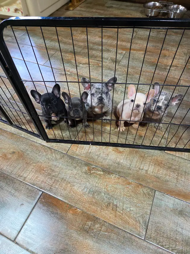 Chiots Bouledogue Francais
