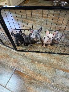 Chiots Bouledogue Francais