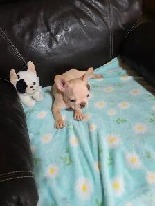 Chiots Bouledogue Francais - Photo 2