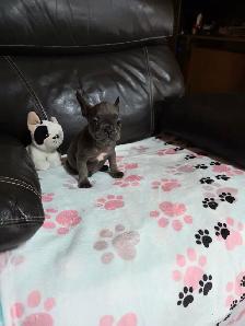 Chiots Bouledogue Francais - Photo 3