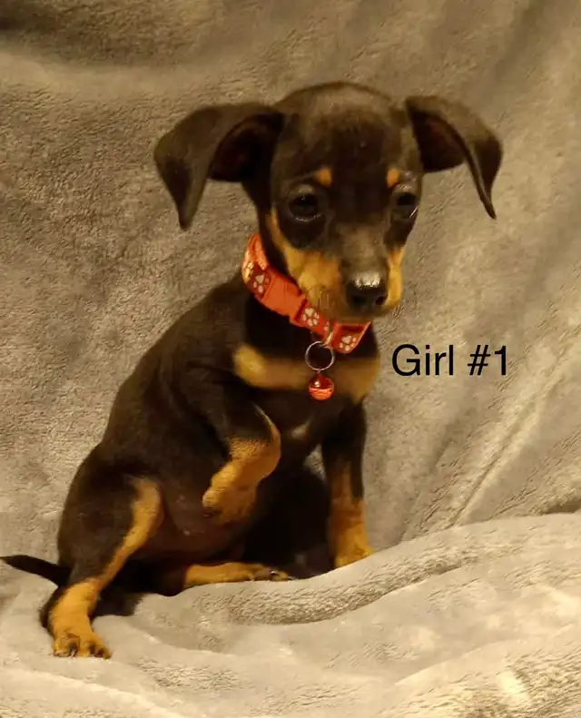 Miniature Pinscher Puppies