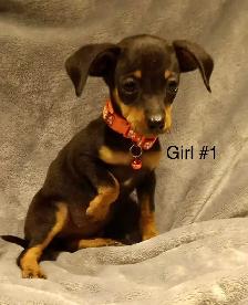 Miniature Pinscher Puppies